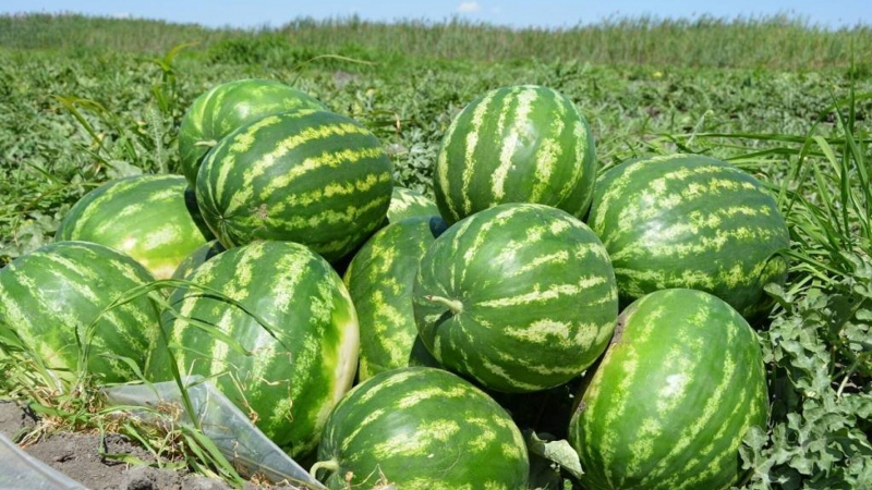 Первые арбузы собирают в Туркестанской области