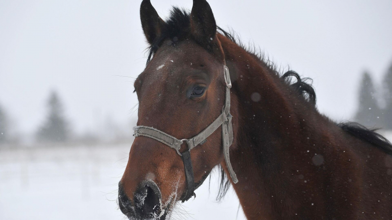 Что нужно знать о годе Лошади